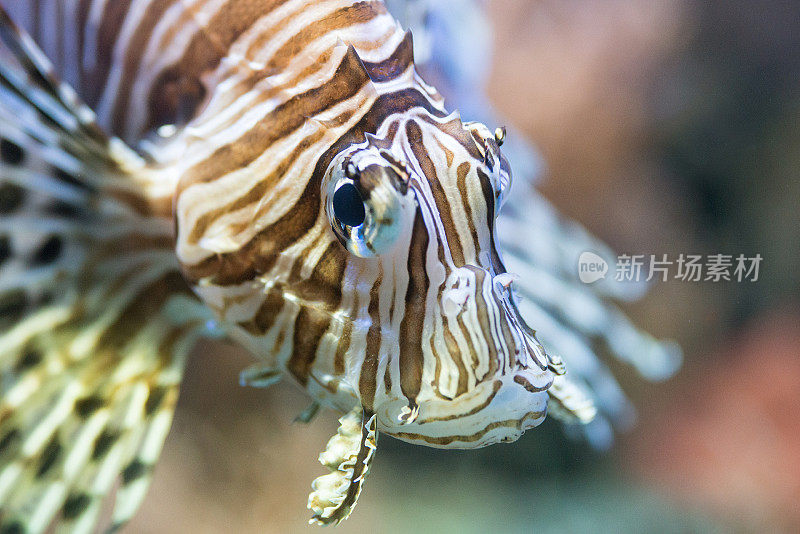 水族馆里的狮子鱼- Löwenfisch